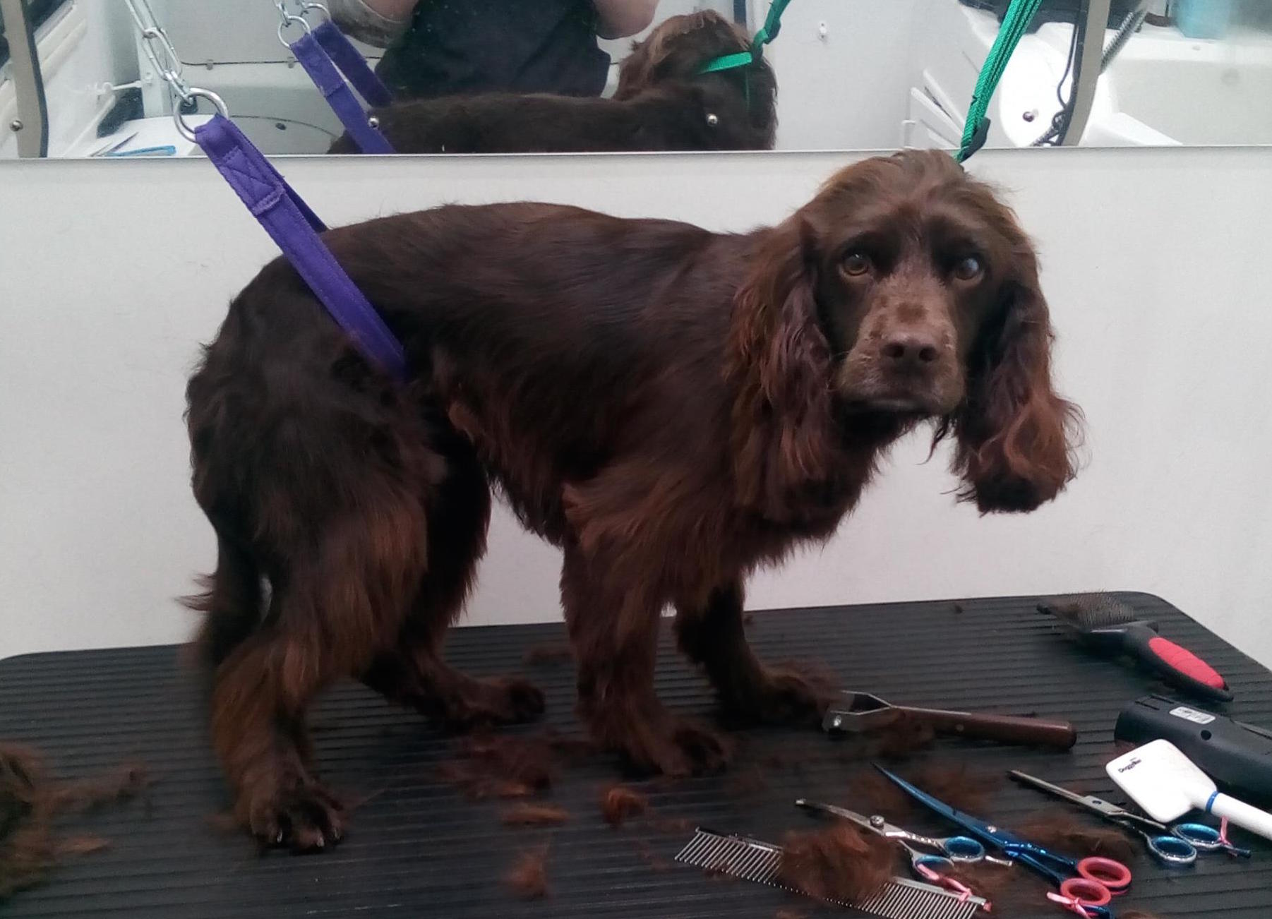 Cocker Spaniel Hand Stripped in High Wycombe